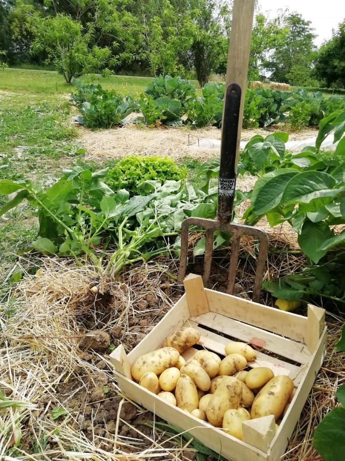 La Planche Princee, Chambres D'Hotes Ecolo Et Potager Bio, Sauna Les Rosiers-sur-Loire Екстер'єр фото